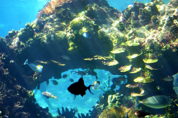 Unterwasser-Riff-Szene — Stockfoto