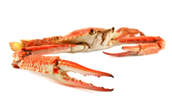 Cooked Blue Swimmer Crab — Stock Photo, Image