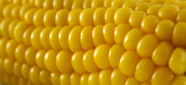 Świeża kukurydza 3 — Zdjęcie stockowe