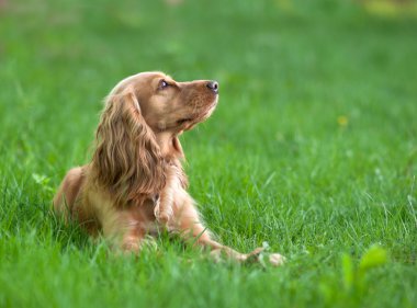 Spaniel köpek çim