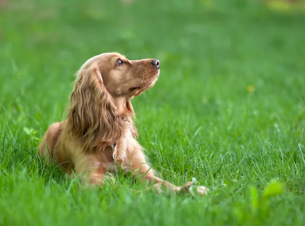 Spaniel köpek çim — Stok fotoğraf
