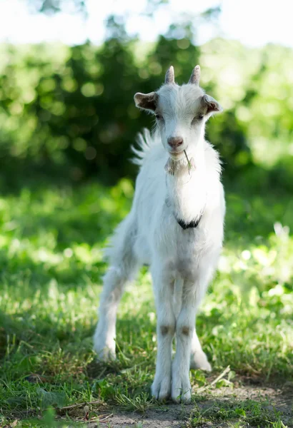 The little goat is standing in the grass — Stock Photo, Image