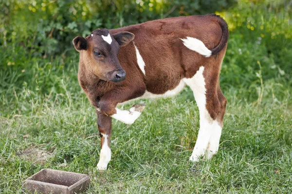 Mała krowa jest stojący w zielonej trawie — Zdjęcie stockowe