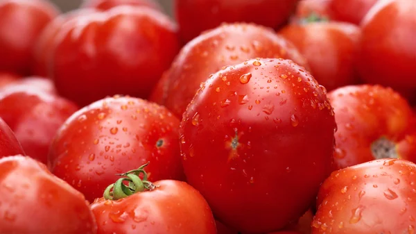 There are many tomatoes — Stock Photo, Image