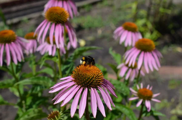 Bumblebee ve çiçekler