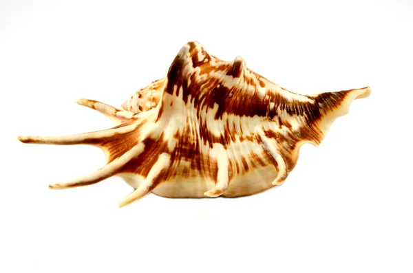 stock image Sea cockleshell,the increased sea cockleshell