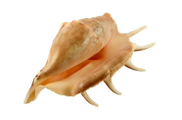 stock image Sea cockleshell,the increased sea cockleshell