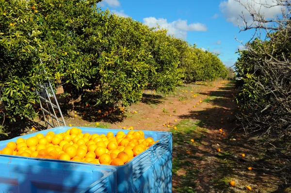 Bac plein d'oranges cueillies — Photo