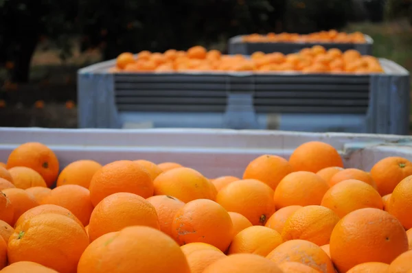 Caixas de laranjas recém-colhidas Imagem De Stock