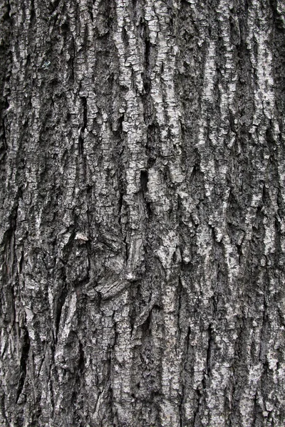 La consistenza della corteccia degli alberi — Foto Stock
