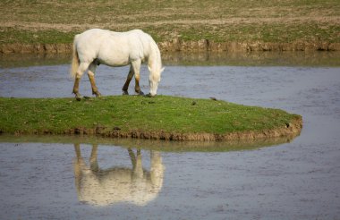 Camargue ATI