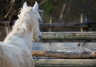 White Horse clipart