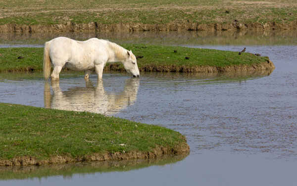 Camargue Horse