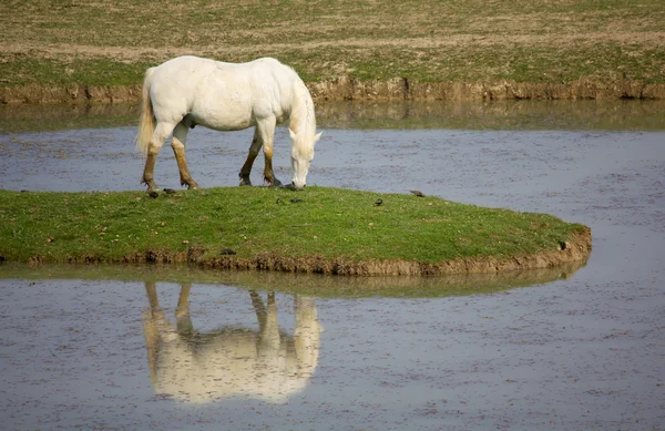 Camargue Horse — Stock Photo, Image
