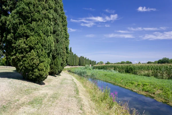 Fila de cipreses a lo largo de un arroyo — Foto de Stock