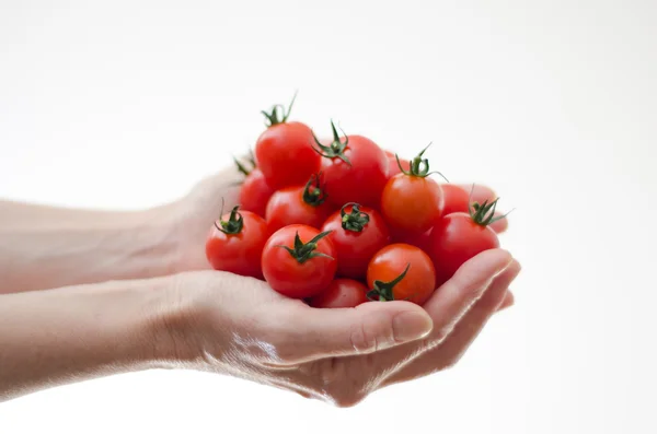 Tomates Cherry en Manos de Mujer — Foto de Stock