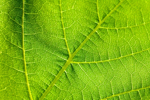 stock image Green leaf