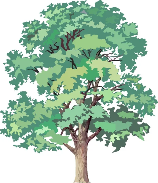 Desenhado grande árvore de bordo velho — Fotografia de Stock