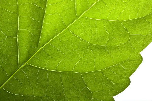 stock image Detail of leaf