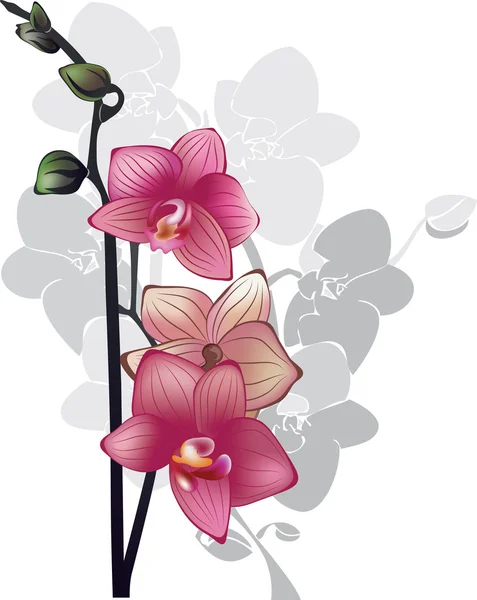 Branch of pink orchids on a white background — Stock Vector