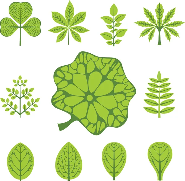 Different types of leaves, vector illustration — Stock Vector