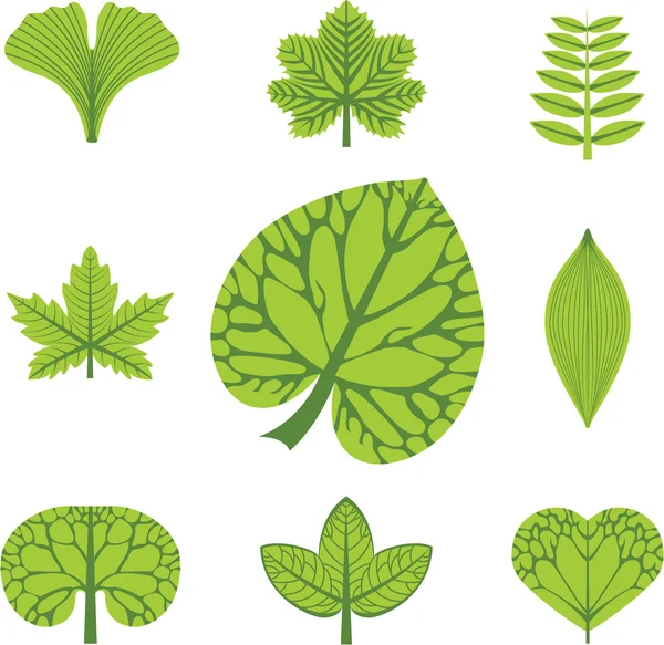 Different types of leaves, vector illustration, leaves icon — Stock Vector