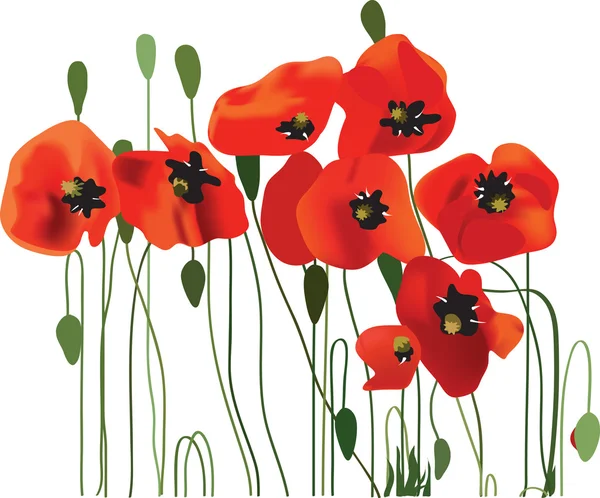 Fond de pavot, art floral, illustration vectorielle — Image vectorielle