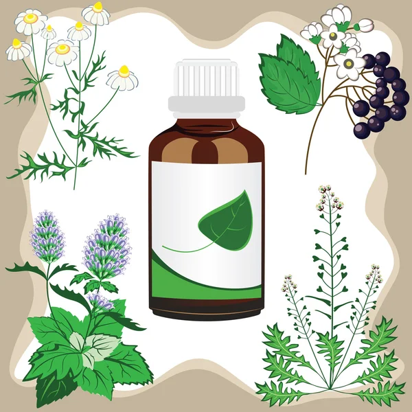 Hierbas medicinales con botella, ilustración vectorial — Vector de stock