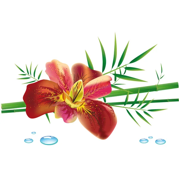 Бамбук и цветок, векторная иллюстрация — стоковый вектор