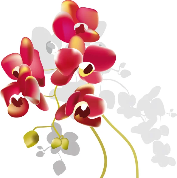 Red orchid flowers — Stock Vector
