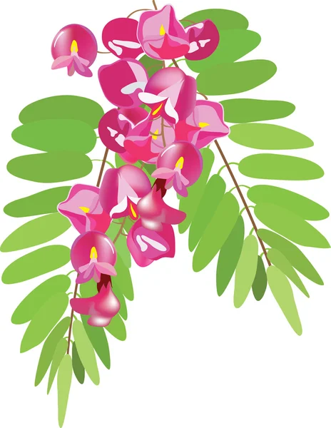 Acacia con hojas, rosa acacia, rojo acacia, rama de acacia — Vector de stock