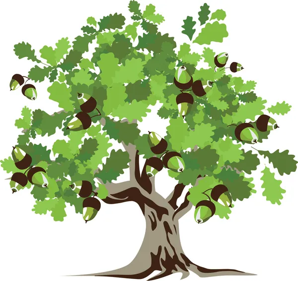 Velký zelený dub s žaludy, vektorové ilustrace — Stockový vektor