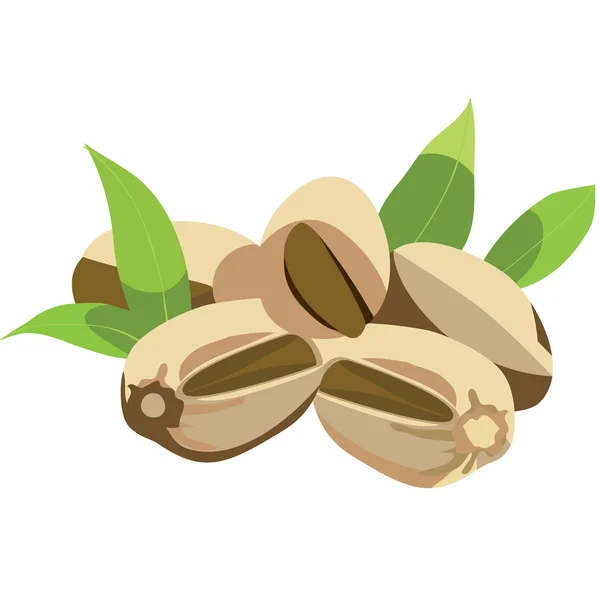 Pistachio nuts with leaves — Stock Vector