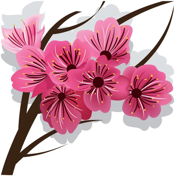 Branche de cerisier Sakura en fleurs — Image vectorielle