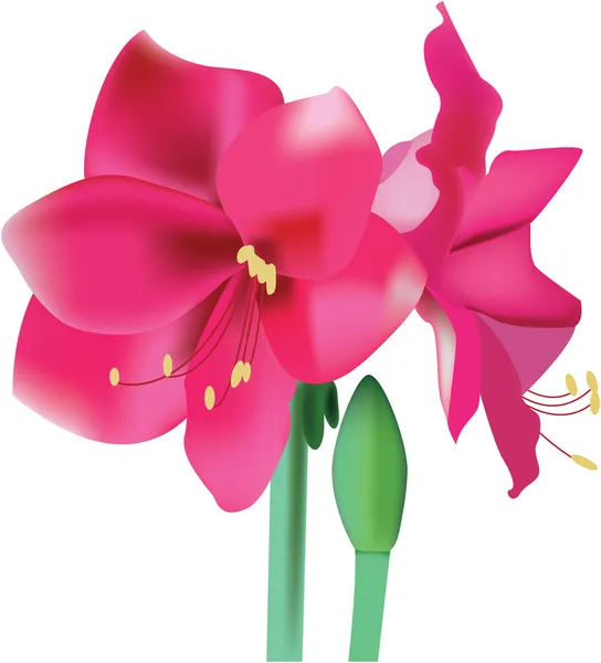 Schöne rosa Blume Amaryllis, Vektor — Stockvektor