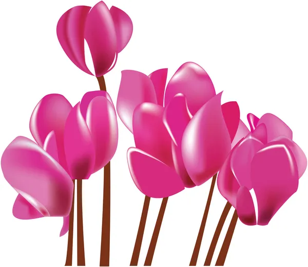 Cyclamen blooming pink flower vector illustration — Stock Vector