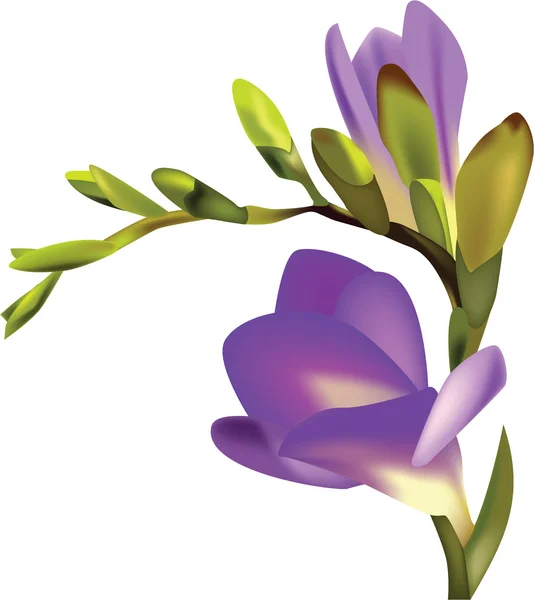 Illustration vectorielle Fleur Freesia — Image vectorielle