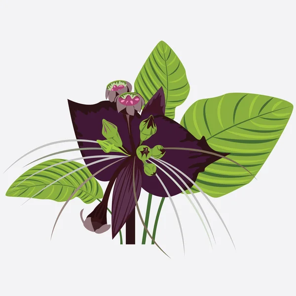 Fleur noire du diable avec des feuilles — Image vectorielle