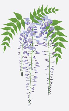 Blooming wisteria branch with leaves, vector illustration clipart