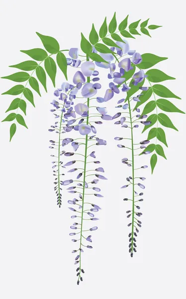 Blooming wisteria branch with leaves, vector illustration — Stock Vector