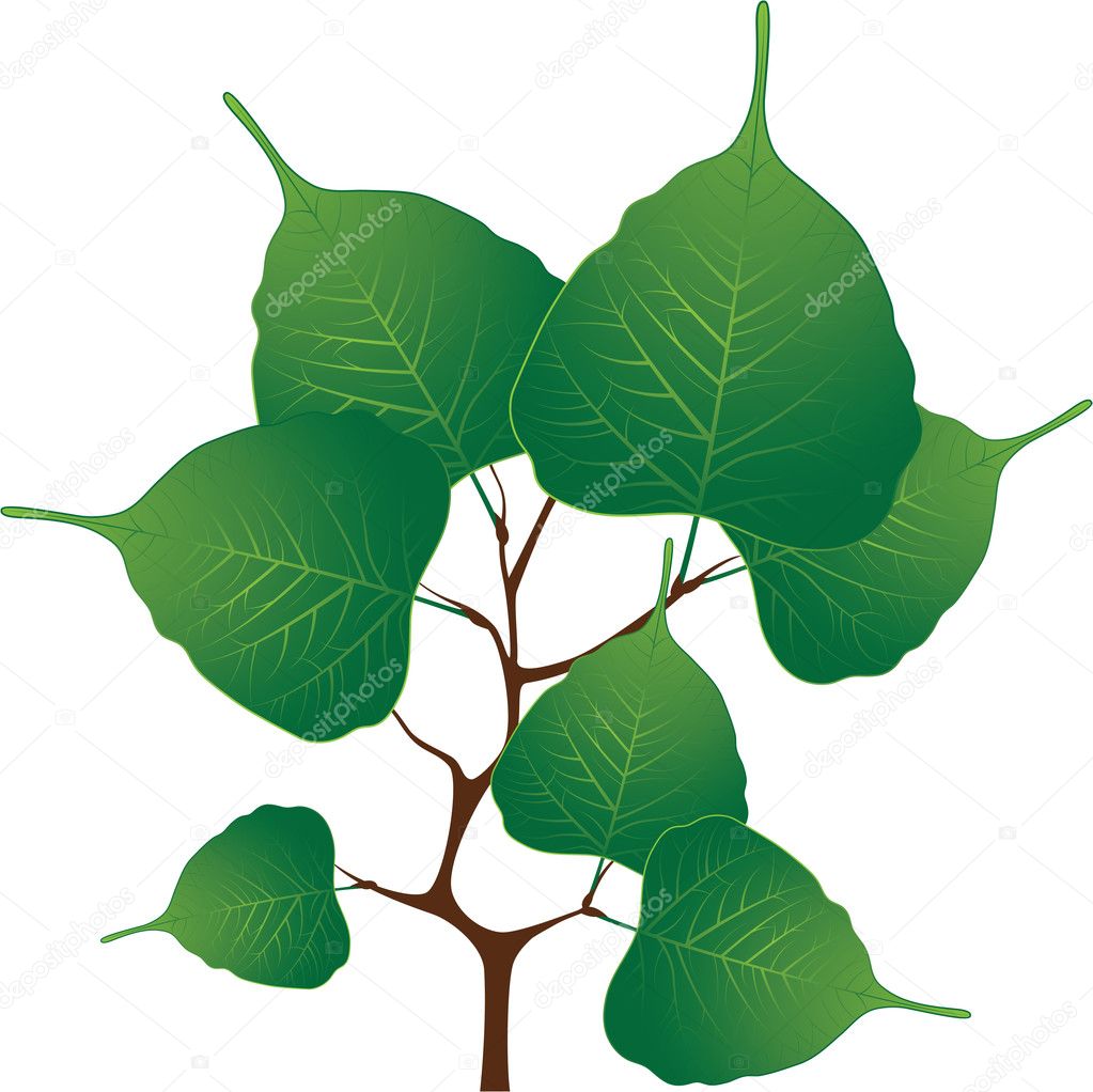 Branch with green leaves, vector illustration