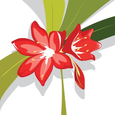 Flower red Lily vector illustration clipart