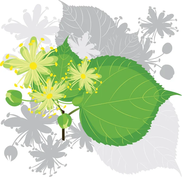Blooming linden branch — Stock Vector