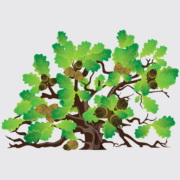 Big green oak tree with acorns, vector illustration — Stock Vector