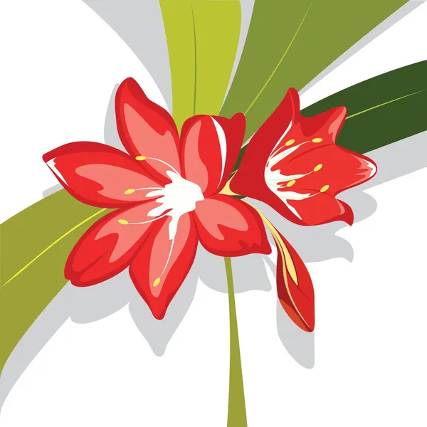 Virág vörös liliom vektoros illusztráció — Stock Vector