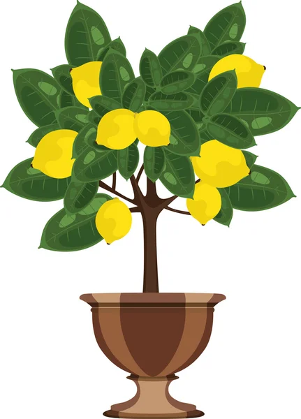Лимонное дерево на векторной иллюстрации цветочного горшка — стоковый вектор