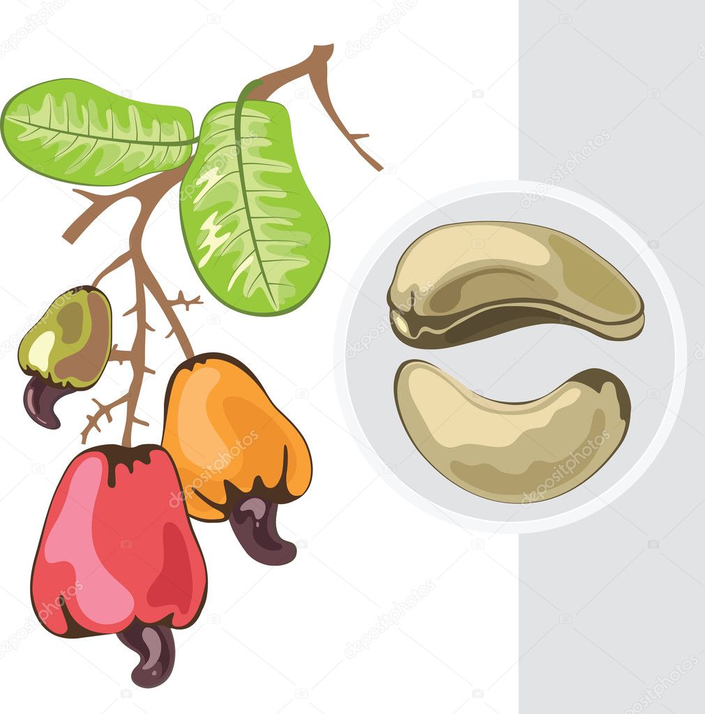 Cashew. Branch with fruits and nuts. Vector illustration.