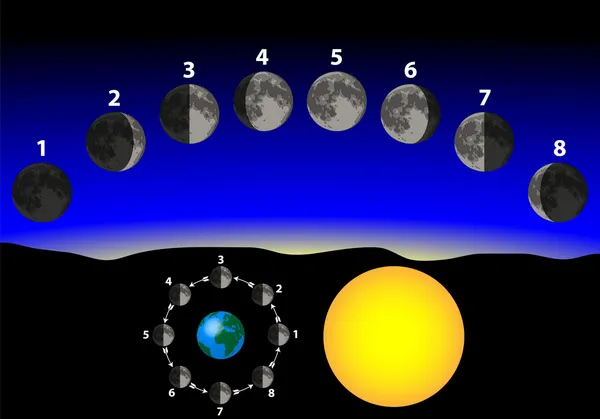 Фази Місяця — стоковий вектор