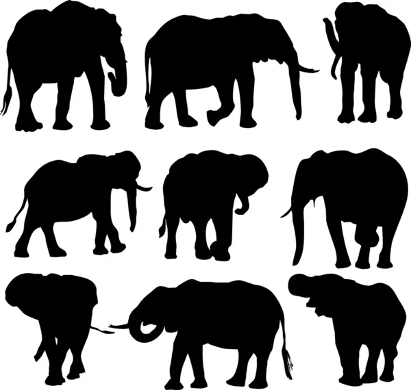 Sloní vektor — Stockový vektor