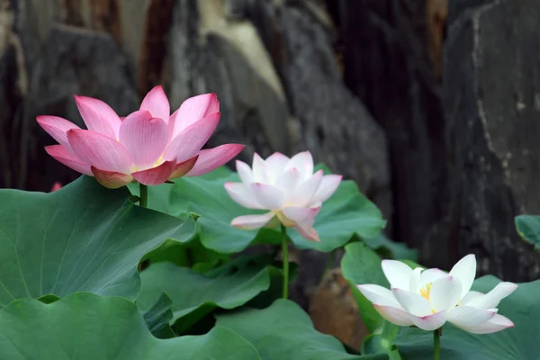 Lotusblüten — Stockfoto
